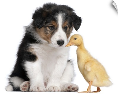Border collie puppy (6 weeks old) playing with domestic duckling (1 week old)