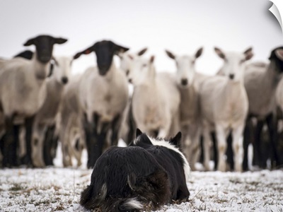Border Collie resting in front of a flock of sheep