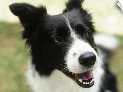 Border collie sitting on grass,close-up