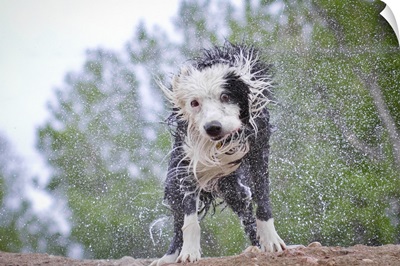 Border Collie spreading water