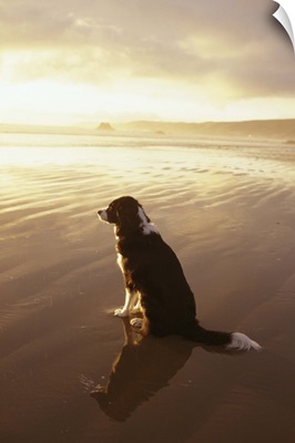 Border Collie watching the sun set at a beach in California