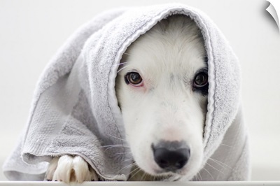 Border Collie wrapped in a towel