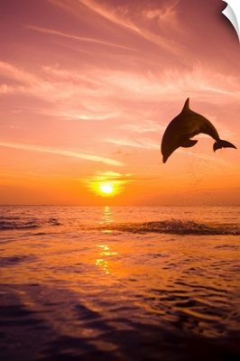 Bottle-nosed Dolphin jumping, Roatan, Honduras