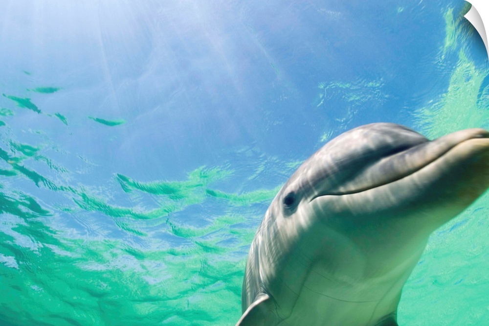 Bottlenose Dolphin (Tursiops truncatus) in Caribbean Sea near Roatan Island. | Location: near Roatan Island, Honduras.