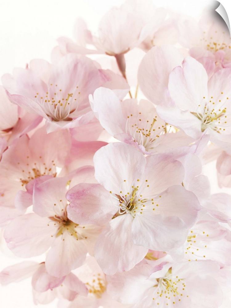 Close-up of pink cherry blossom bouquet. Genus Prunus.