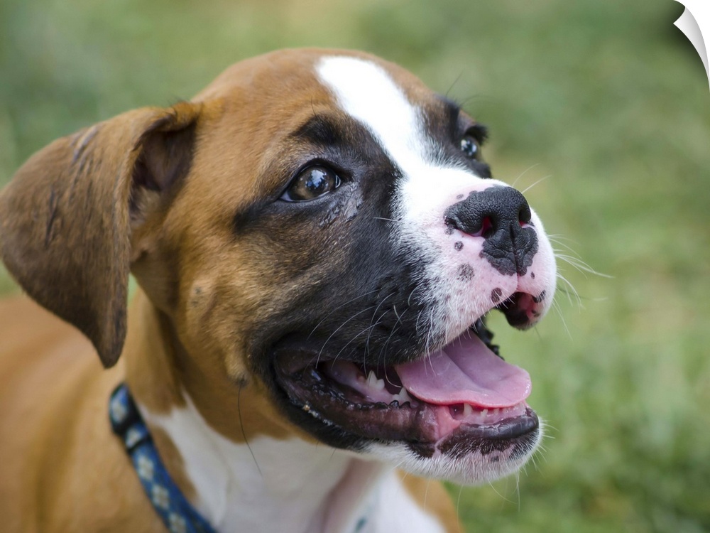 Close-up of boxer dog at Twin Lakes Park, Greensburg, PA.
