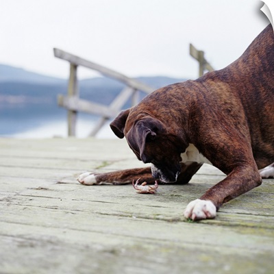 Boxer dog playing with crab on pier