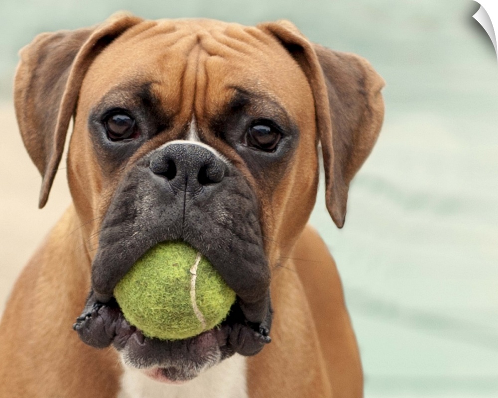 Boxer dog holding tennis ball in mouth.
