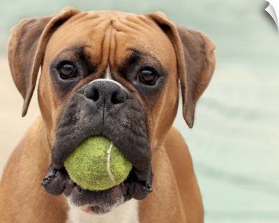 Boxer dog with a tennis ball in its mouth