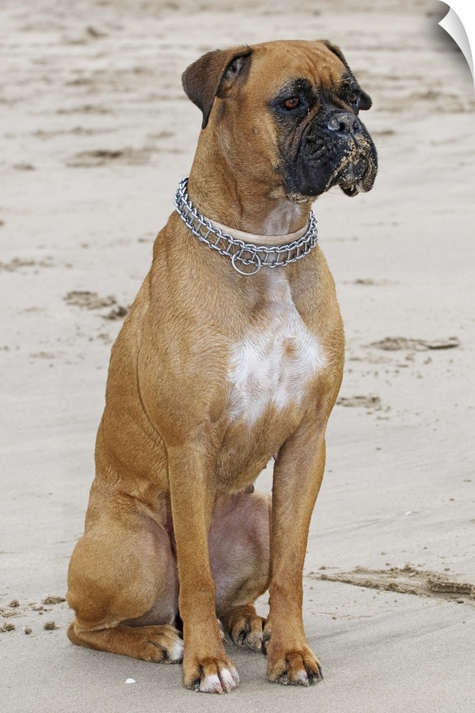 The Boxer is part of the Molosser dog group, developed in Germany in the late 19th century from the now extinct Bullenbeis...