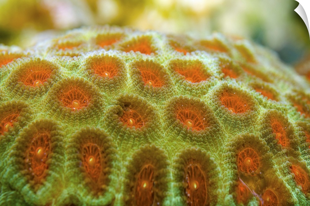 Brain coral (Favia pallida)