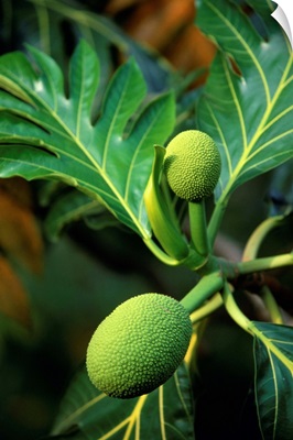 Breadfruit Tree On Jamaica