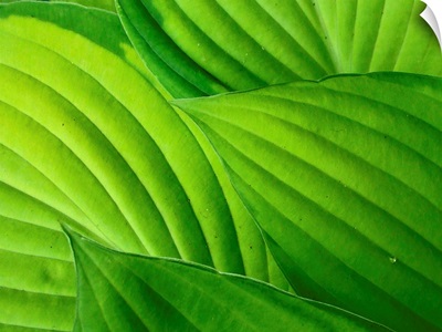 Bright green hosta leaves, clearly showing veins and leaf shapes.