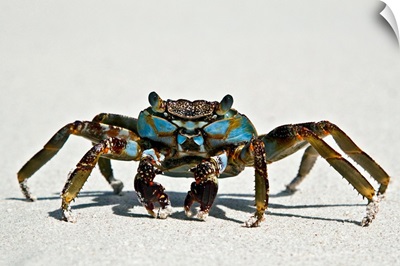 Brightly coloured Rock Crab scurries along sand near shore break.