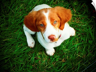 Brittany Spaniel puppy in green grass.