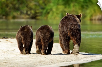 Brown Bear And Cubs, Katmai National Park, Alaska