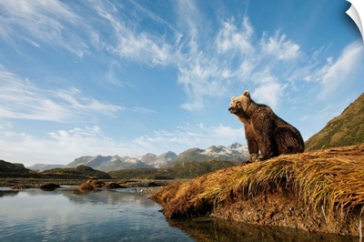 Brown Bear And Mountains, Katmai National Park, Alaska