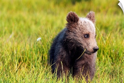 Brown bear cub, Alaska