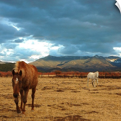 Brown horse and white horse in dry winter meadow in Truchas, New Mexico.