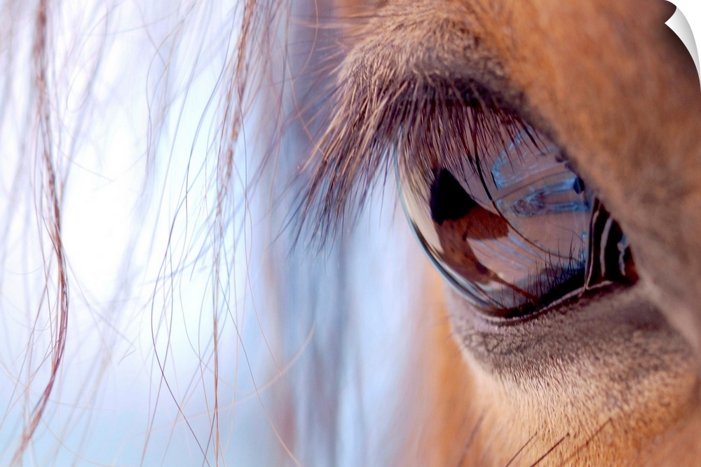 Landscape, close up photograph of eye and eyelashes of a brown horse, with small pieces of its mane hanging in front.