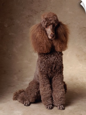 Brown Standard Poodle