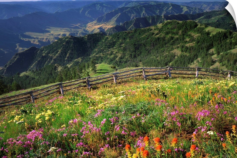 Wildflowers on Buckhorn Viewpoint overlooks the Imnaha River Valley in Hells Canyon National Recreation Area, Oregon