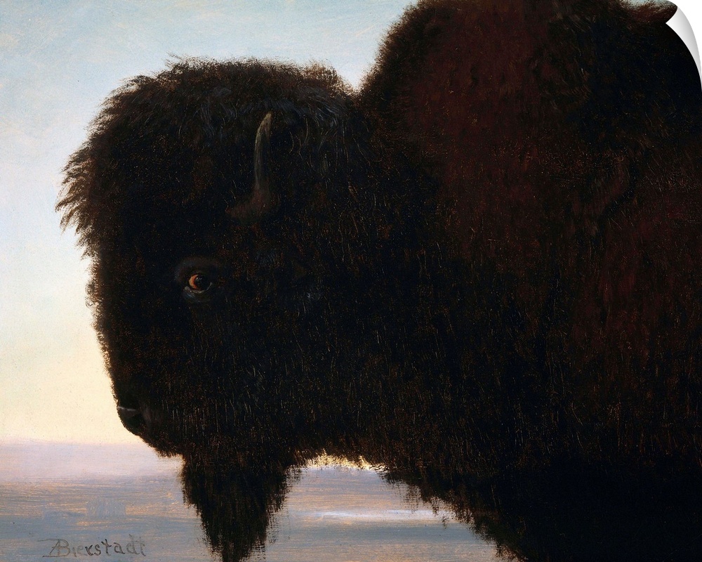 Albert Bierstadt (American, 1830-1902), Buffalo Head, c. 1879, oil on paper, Buffalo Bill Historical Center, Cody, Wyoming.