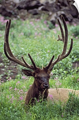 Bull Elk Resting In Alpine Meadow With Antlers In Velvet