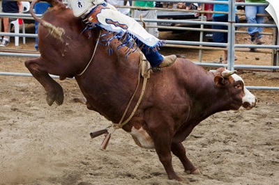 Bull Rider At Rodeo