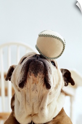 Bulldog Balancing Ball On Nose