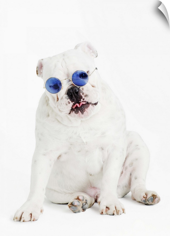 white background, white bulldog, blue tinted glasses, portrait