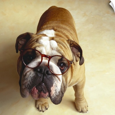Bulldog with eyeglasses