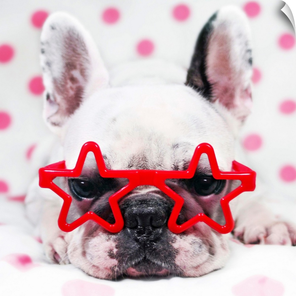 Bulldog with star glasses, white and pink.