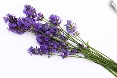 Bunch of fresh lavender flowers, on white background