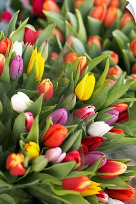 Bunches Of Colorful Tulips