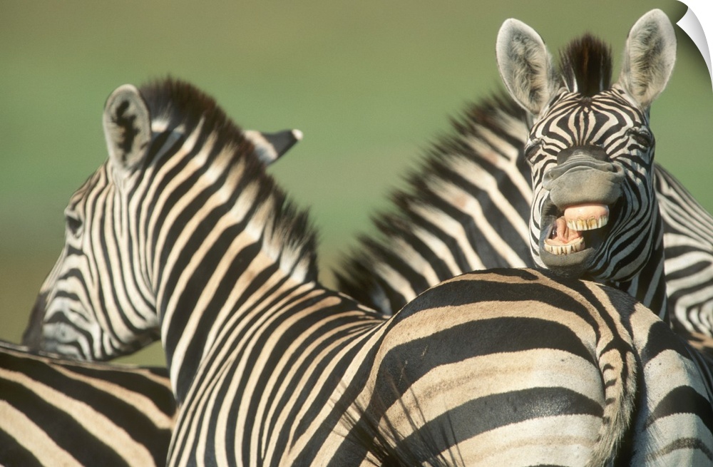 Burchell's Zebra (Equus burchellii). Tala Private Reserve, KwaZulu Natal Midlands, South Africa