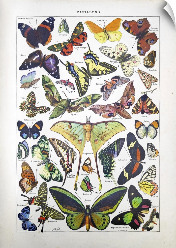 Old illustration about butterflies by Adolphe Philippe Millot and engraved by Demoulin printed in the french dictionary "D...