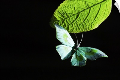 Butterfly flying by leaf