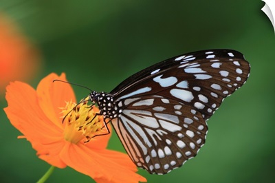 Butterfly on an orange flower