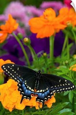 Butterfly On Yellow Flowers