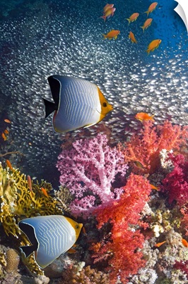 Butterflyfish over coral reef