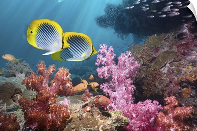 Butterflyfish with soft corals