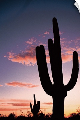 Cactus at sunset, Saguaro National Park, Arizona