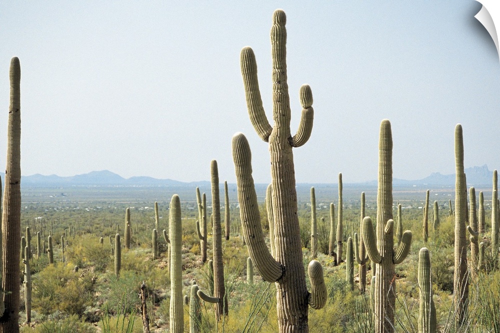 Cactus in Saguaro National Park , Arizona