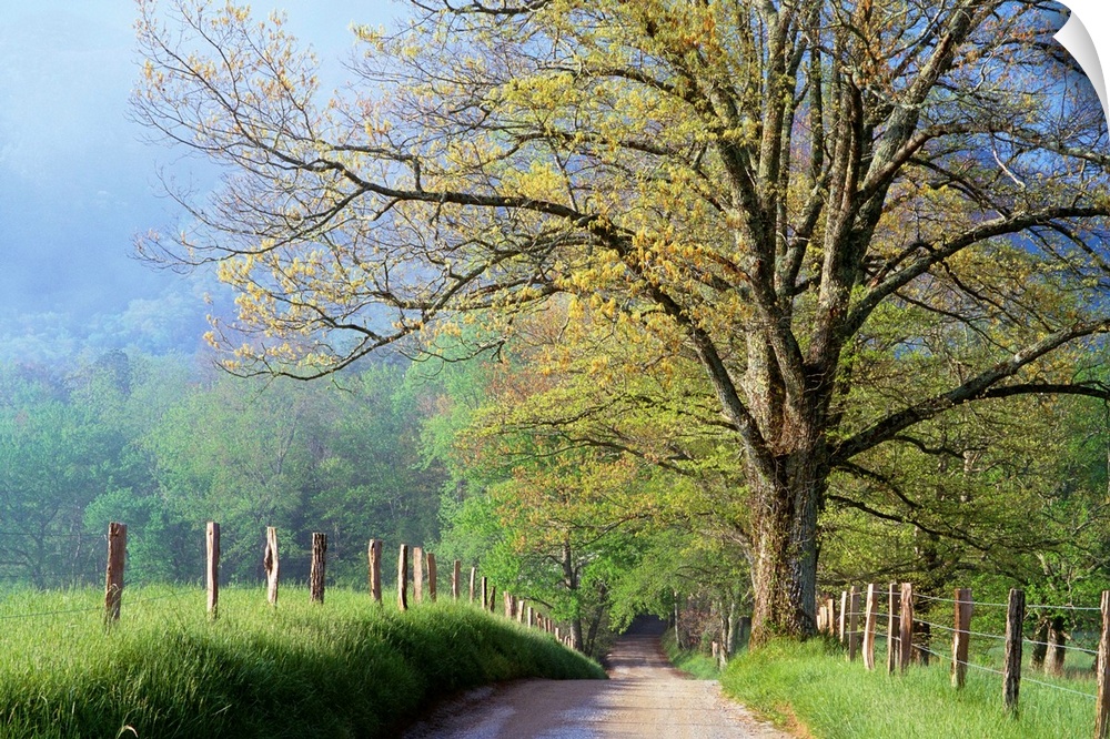 Cades Cove Lane In Great Smoky Mountains National Park