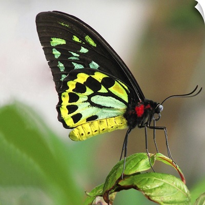 Cairns Birdwing butterfly (ornithoptera priamus), resting on leaf, close-up.