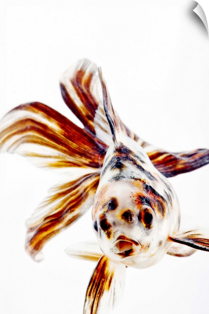 Calico Fantail Comet goldfish (Carassius auratus). Calico goldfish with long, fan like fins. Studio shot against white bac...
