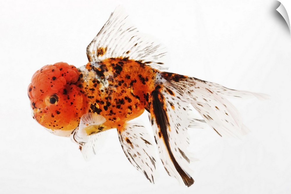 Calico lionhead goldfish (Carassius auratus). Hooded variety of fancy goldfish with nacreous scales, a pattern known as ca...