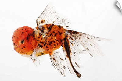 Calico lionhead goldfish (Carassius auratus). Hooded variety of fancy goldfish