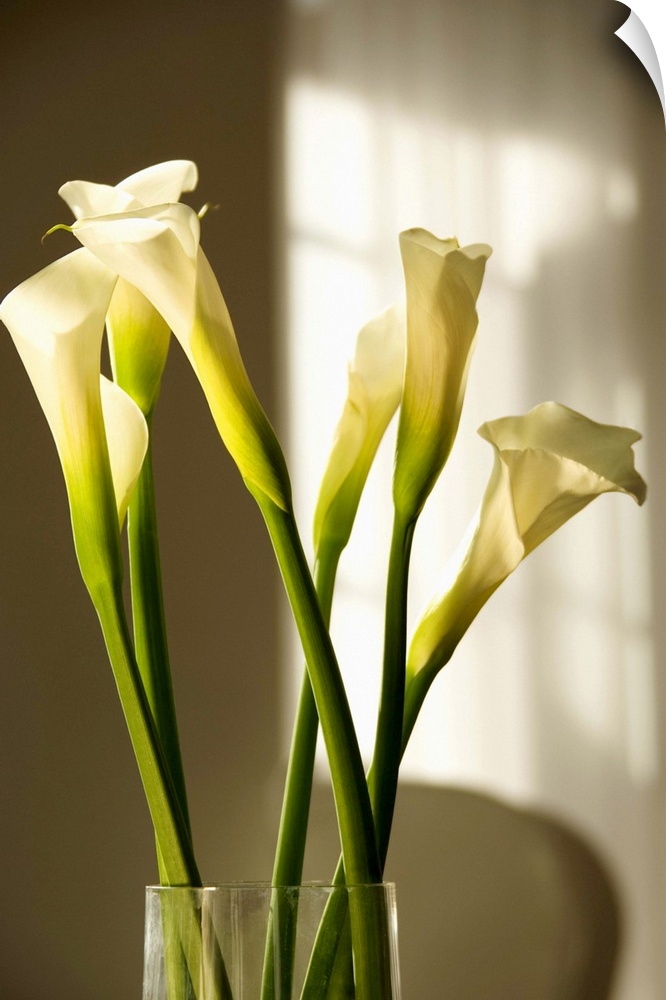 Calla lilies in a vase